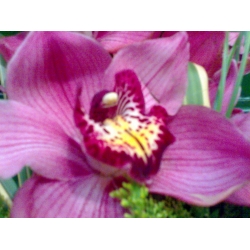CYMBIDIUM