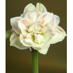 EXOTIC FLOWER