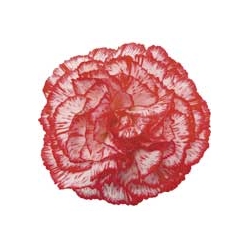 CARNATION