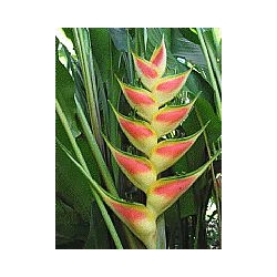 TROPICAL FLOWER