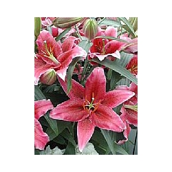 LILIUM