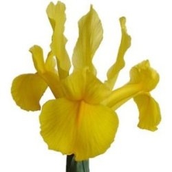 FLOWER OF SEASON