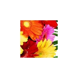GERBERA
