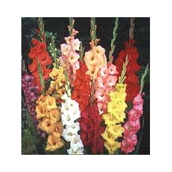 GLADIOLUS