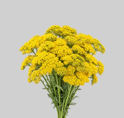 Achilea Hol. Park Variety 70cm "T25"