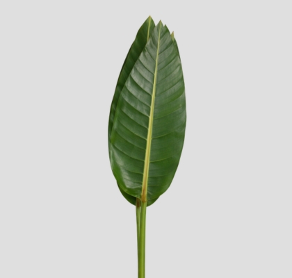 Hoja Estrelitzia 90cm "T50"