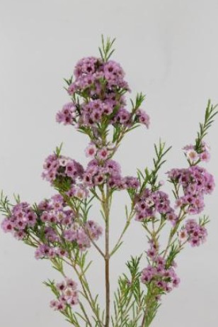 Flor Cera Hol. Giselle 55cm 25gr Rs. "T25"