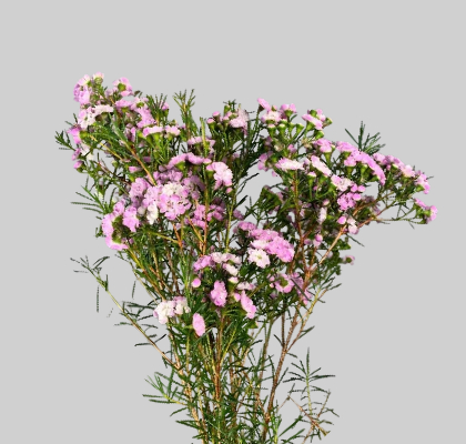 Flor Cera Hol. Danc Queen 50cm 35gr Rs. "T25"