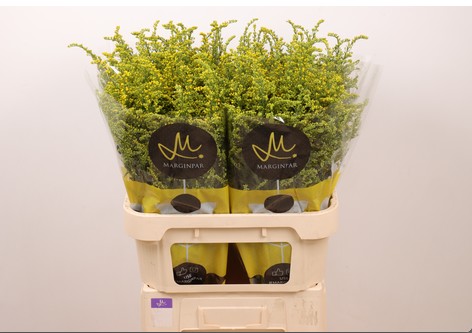 Solidago Carzan Taramba 80cm 35gr "T25"