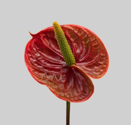 Anthurium Hol. Nightingale �13  "CC10"
