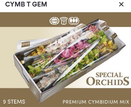 Cymbidium Mixta 60cm "Special"