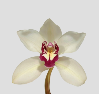 Cymbidium Elbroest 80cm Bl.