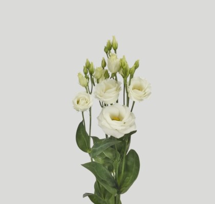 Lisiantus Hol. Rosi White 70cm 55gr "LUGT"