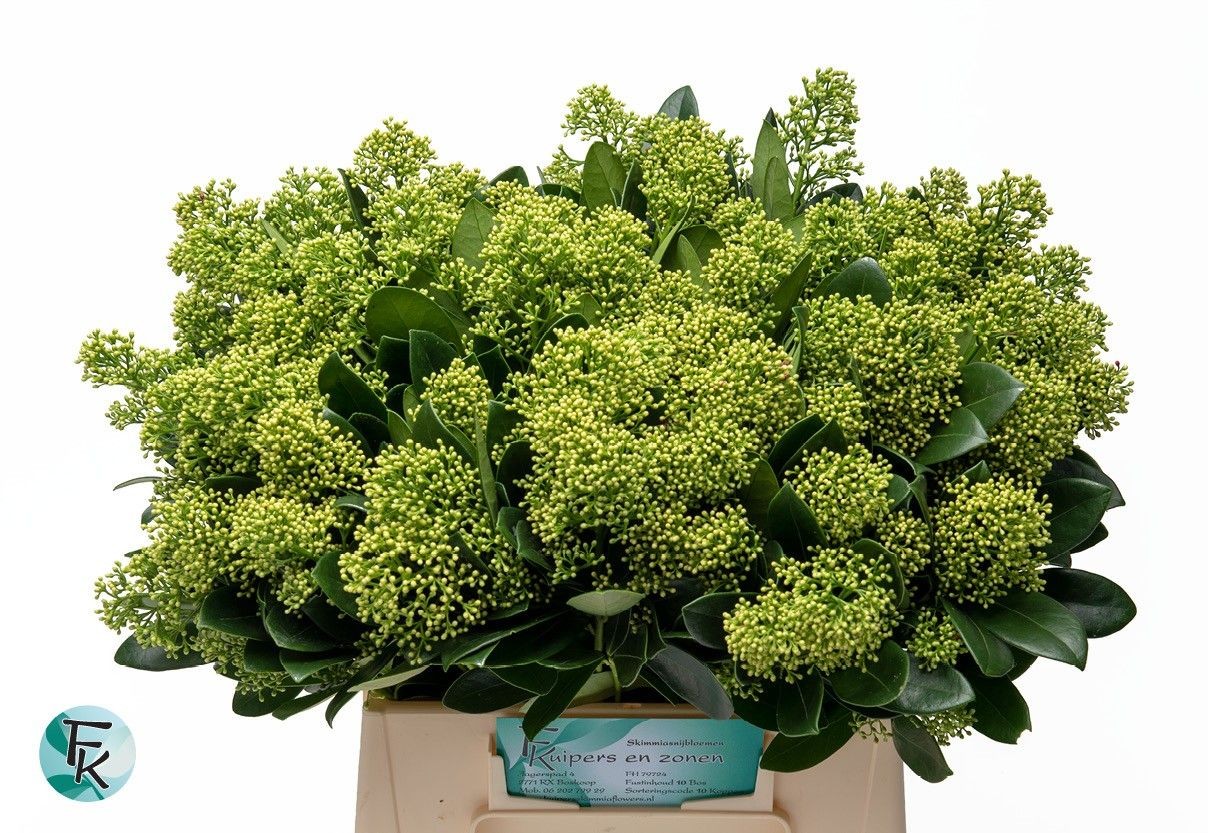 Skimmia Finchy 45cm "Paquete"
