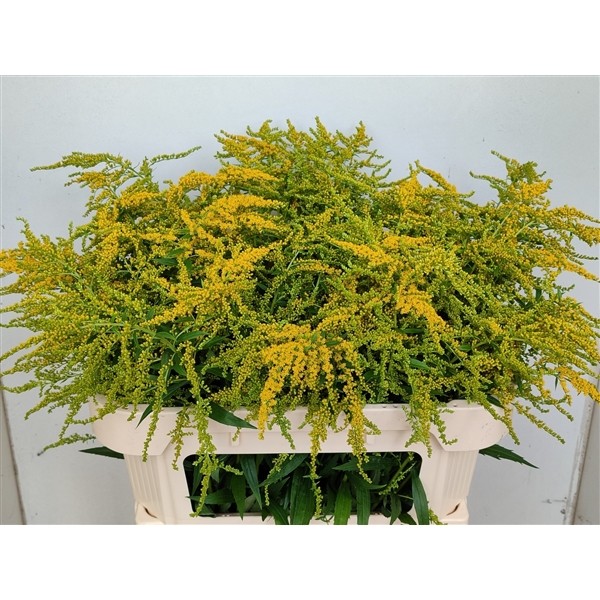 Solidago Marvellous Gold 75cm 35gr "T25"