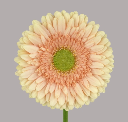 Gerbera Hol. Carlita "T15"