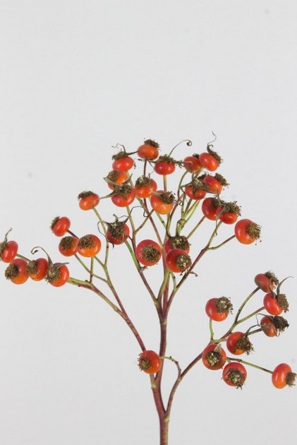 Semilla Rosa Starberry 50cm 500gr "Paquete"