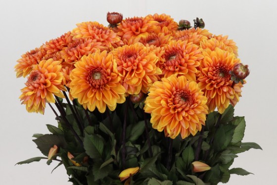 Dalia Hol. Love Of My Life 55cm "CC30"