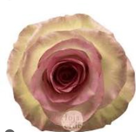 Rosa Ecu. Swan 60cm