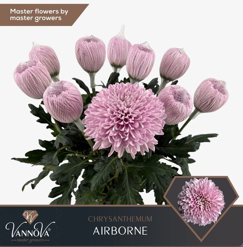 Uniflor Hol. Airborne 75gr Rs.