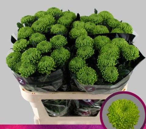 Uniflor Hol. Alemani 90gr Verde