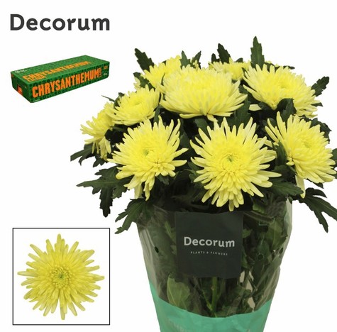 Uniflor Hol. Topspin Yellow 90gr