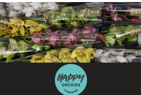 Cymbidium Mixta 60cm "Happy"
