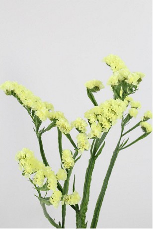 Statice Hol. Starlight Wings 60cm 20gr "T25" Am.