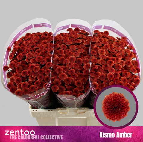 Santini Kismo Amber 1000gr "T25" Teja