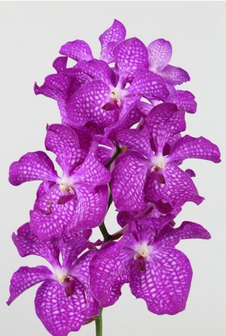 Vanda Pink Magicv "CC2" (7 Dias - 2�)