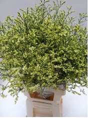 Limonium Hol. Chino Summer 70cm 30gr "T25" Am. (7 Dias - 2�)