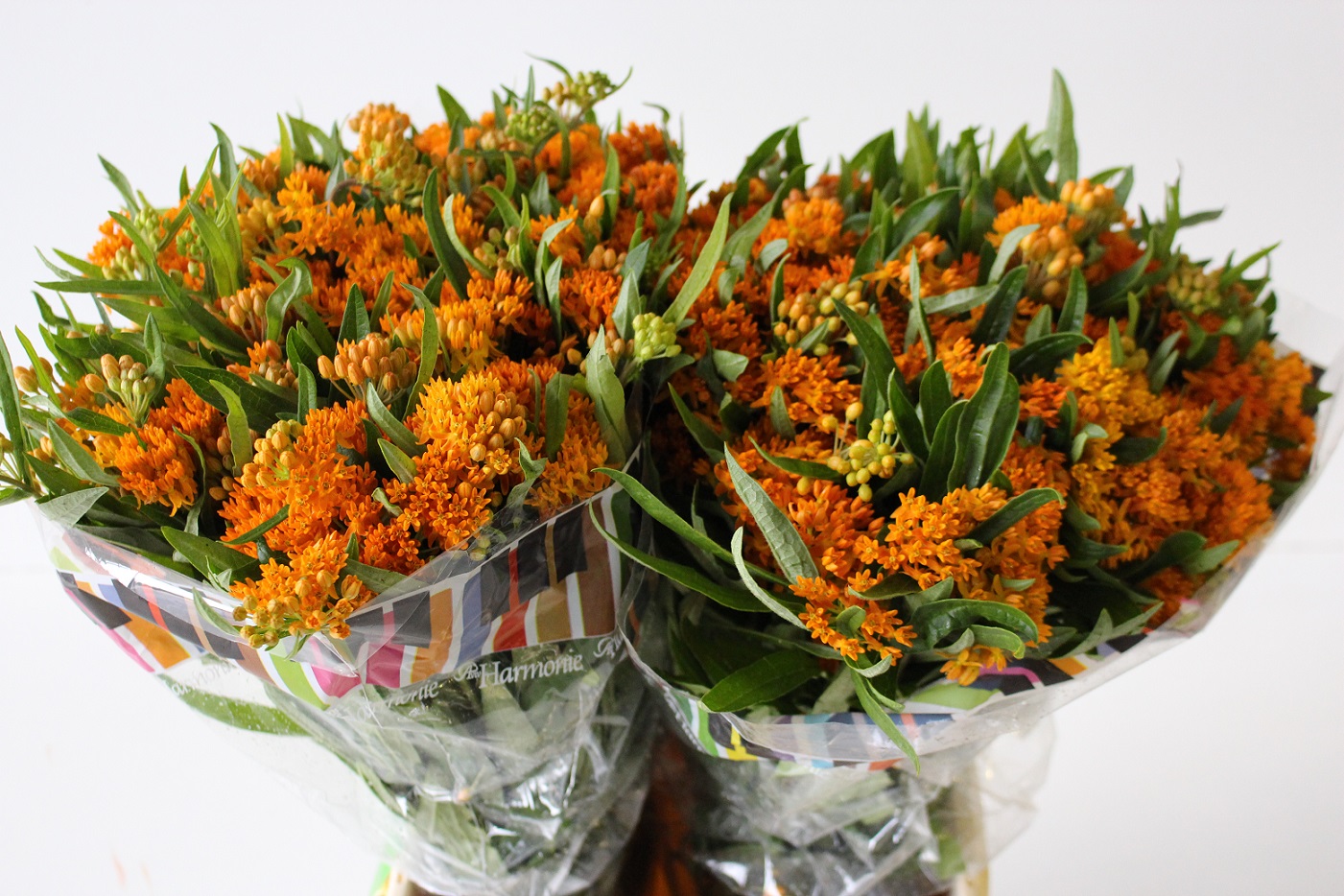 Asclepias Tuberosa 40cm (7 Dias - 2�)