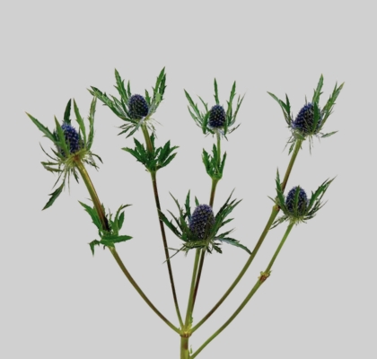 Eryngium Hol. Blue Lagoon 40cm (7 Dias - 2�)