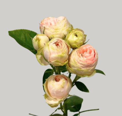 Ramificada Silva Sweet 50cm (7 Dias - 2�)