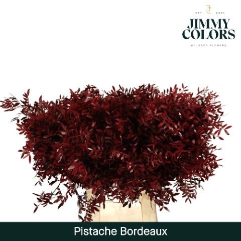 Mata Lentisco Pintada Burdeos 50cm "T50" (7 Dias - 2�)