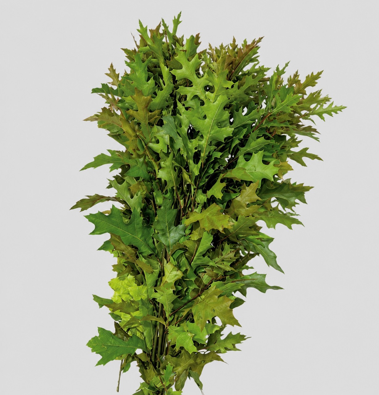 Roble Hol. Palustra Natural 80cm (7 Dias - 2�)