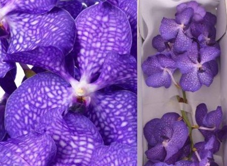 Vanda Blue Magic "CC2" (7 Dias - 2�)