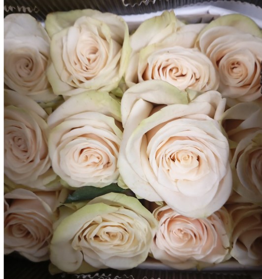 Rosa Col. Cute Enigma 80cm