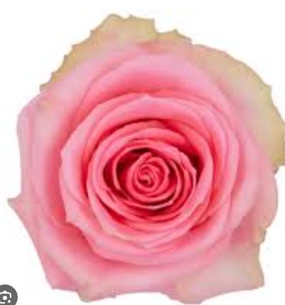 Rosa Col. Flirty 80cm
