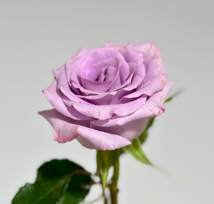 Rosa Col. Ocean Song 50cm