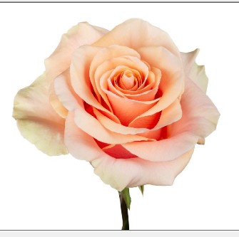 Rosa Col. Phoenix 70cm