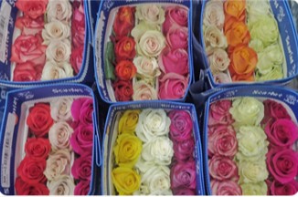 Rosa Col. Popurri 60cm