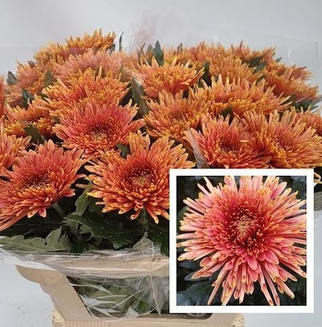 Uniflor Hol. Tula Copper 80gr Bic.