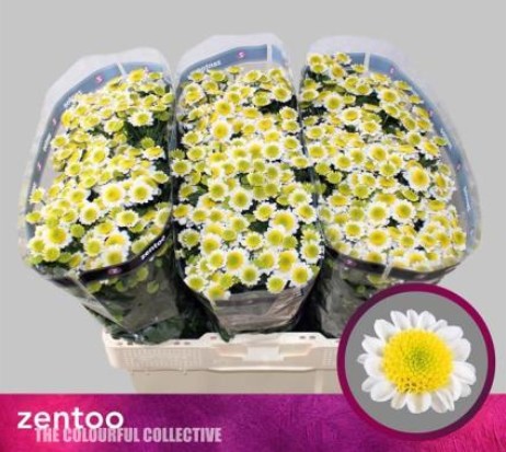 Santini Sun Up 1050gr "T25" Bl.