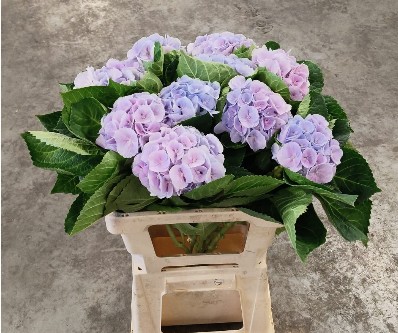 Hortensia Hol. My Beautiful Matcha 60cm �16/18 Rs.