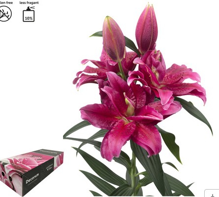 Oriental Hol. Rs. Doble Dalinda 75cm 3/4 fl.