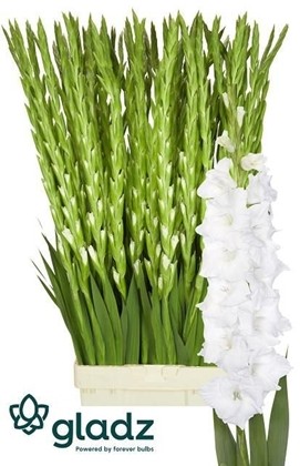 Gladiolo Hol. Puravida 120cm (50cm espiga)