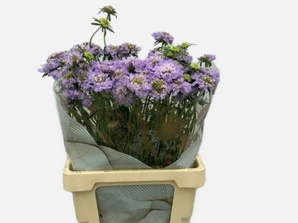 Scabiosa Atro Dark Lavender Bon Bon Scoop 60cm "T50"