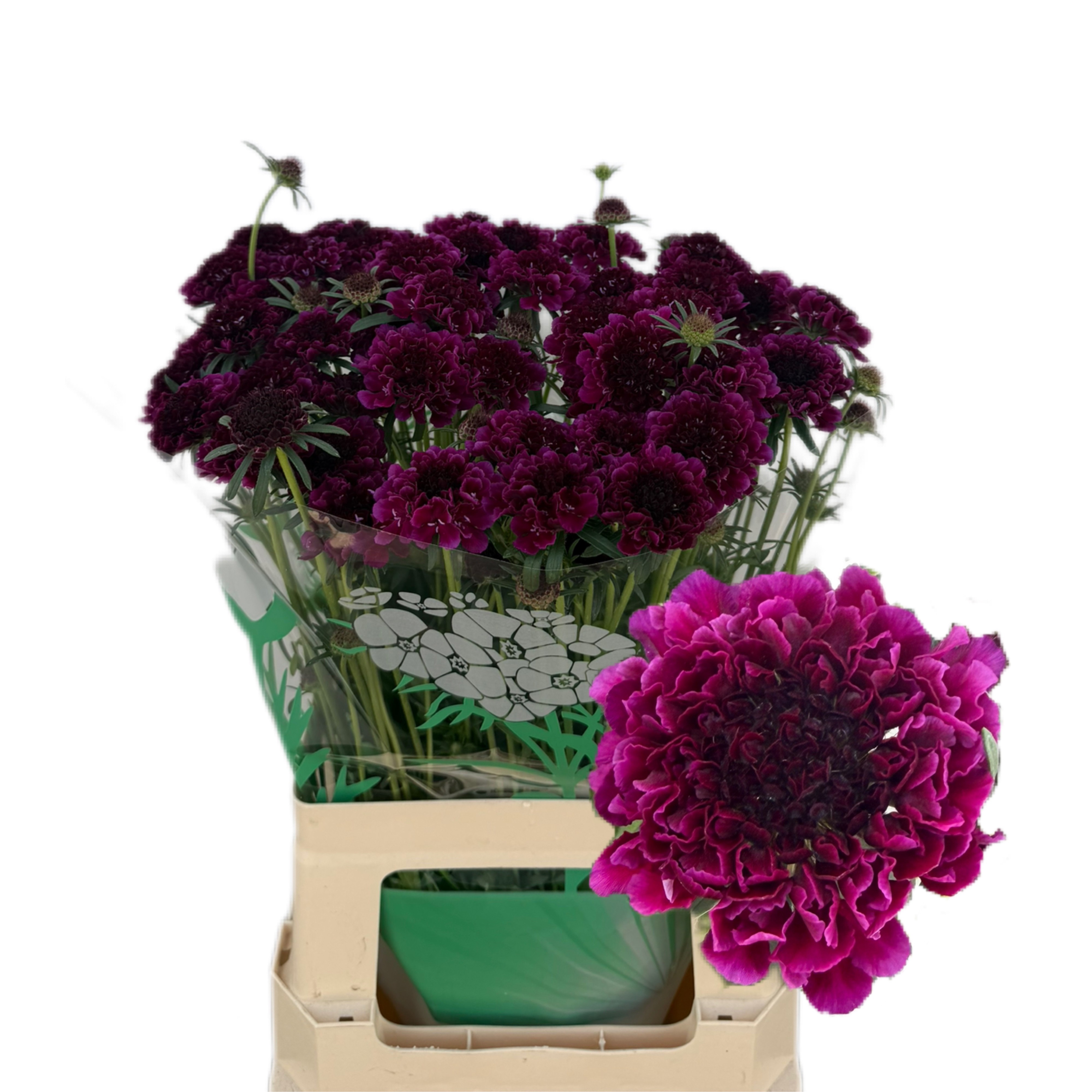 Scabiosa Atro Red Velvet Scoop 65cm "T50"
