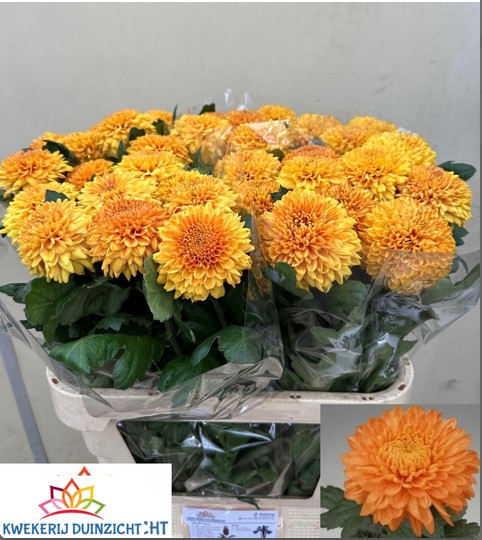 Uniflor Hol. Marielle Bronz 110gr 80cm